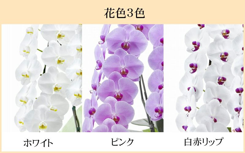 大輪胡蝶蘭 3本立 36輪 （3色展開：ホワイト、ピンク、白赤） 12R