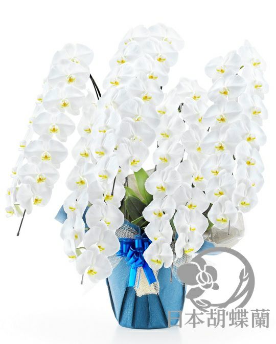 大輪胡蝶蘭 5本立 70輪 （3色展開：ホワイト、ピンク、白赤） 佐川急便