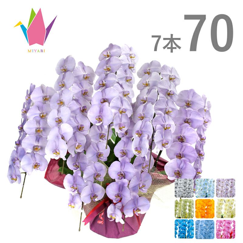 MIYABI 大輪胡蝶蘭 7本立 70輪 （9色展開） | 日本胡蝶蘭
